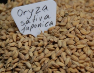 1000 Samen echter Reis, Oryza sativa ssp. japonica -
