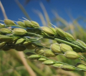 1000 Samen echter Reis, Oryza sativa ssp. japonica -