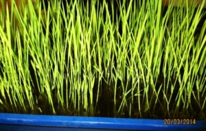1000 Samen echter Reis, Oryza sativa ssp. japonica -