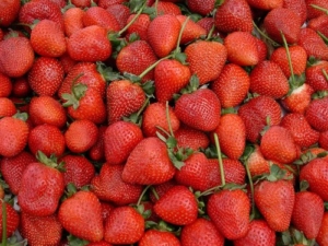 Erdbeeren 20++ Samen *Großfruchtig/Süß/Wohlschmeckend* -Super Ertrag und Winterhart- -