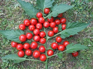 Mexikanische Honigtomate 10 Samen -Zuckersüß- ***Momentan teuersten Tomaten-Sorten*** -