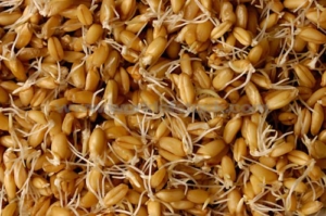 Premier Seeds Direct ORG167B 200g WeizenSamen -