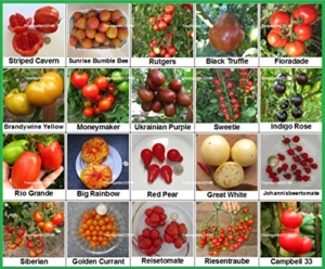 Tomaten Set 2 :: Historische alte Tomatensorten 20 Arten Samen Fleischtomate Cherrytomate Cockteiltomate Tomate Mix Paket Mischung Rarität -